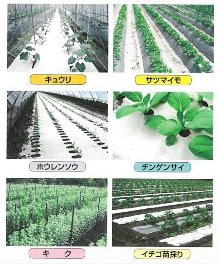 紙マルチ 販売中 ー 農家必見 水稲用 畑用 田植え 畑の雑草抑制 ブランド化に最適 機能紙選定ナビ