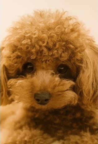 ペットのニオイ対策に役立つ消臭機能付き掃除機用紙パック